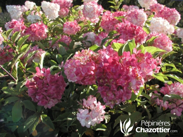 Hydrangea Paniculata Vanille Fraise