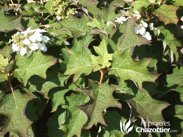 Hydrangea Quercifolia