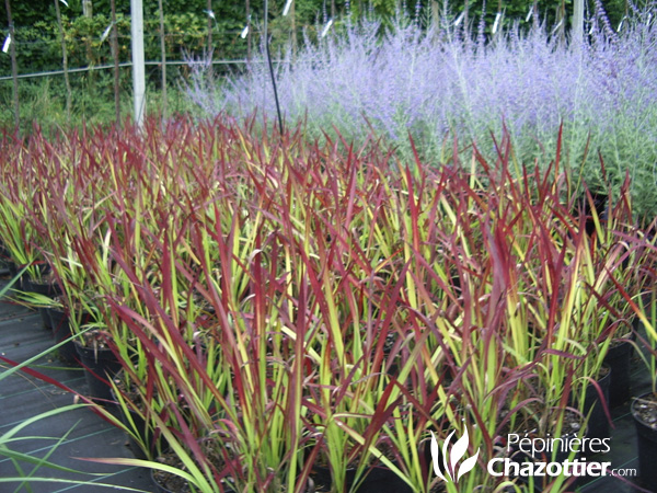 Imperata Red Baron