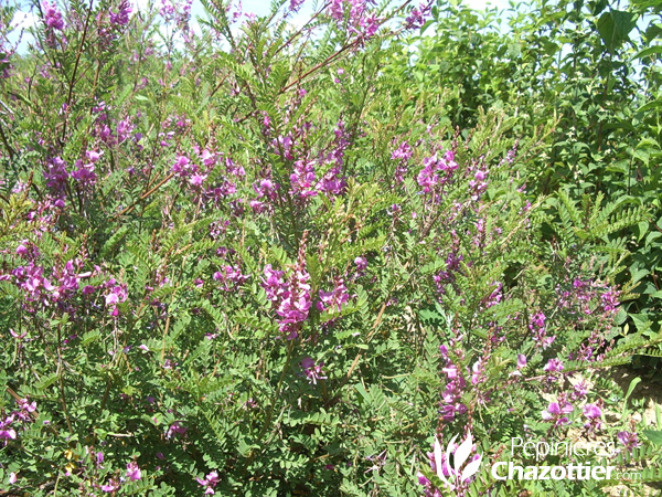 Indigofera Gerardiana