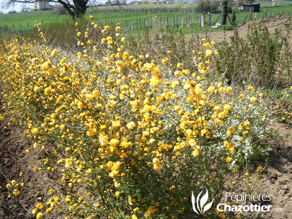 Kerria Japonica Flore Pleno