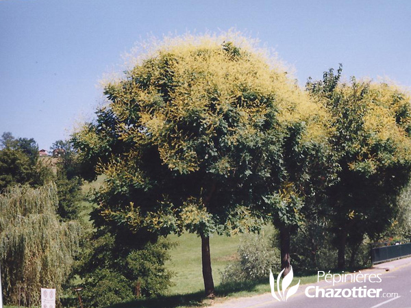 Koelreutéria Paniculata (Savonnier)