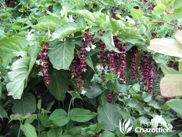 Leycesteria Formosa