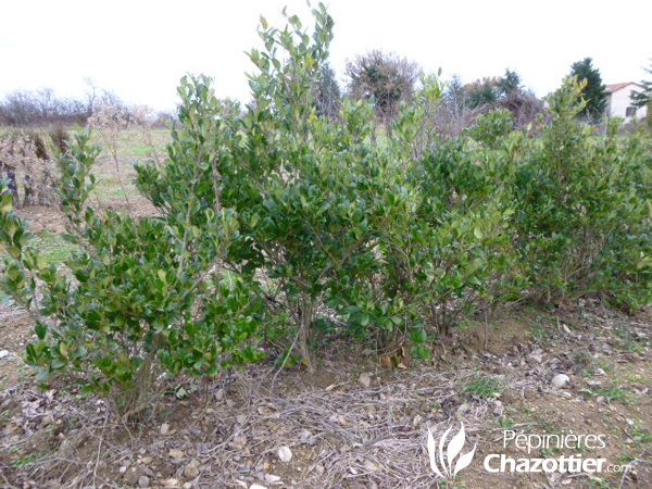 Ligustrum Japonicum Texanum