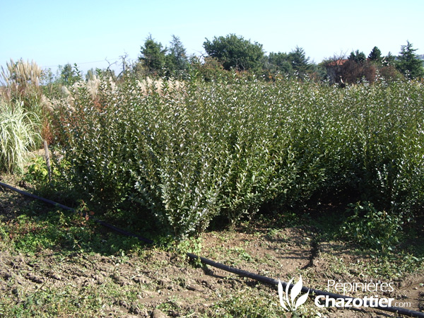 Ligustrum Ovalifolium