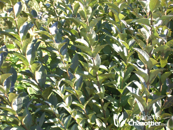 Ligustrum Ovalifolium