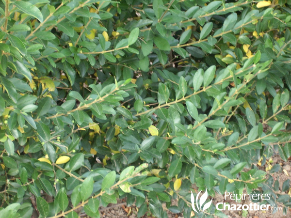 Ligustrum Sinensis