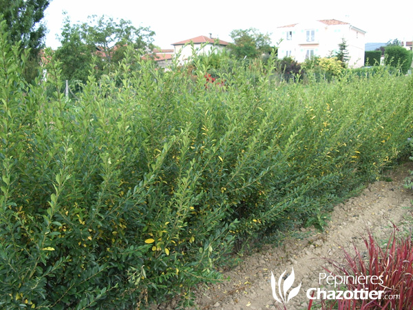 Ligustrum Sinensis