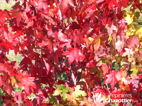 Liquidambar Styracyflura (Copalme d'Amérique)