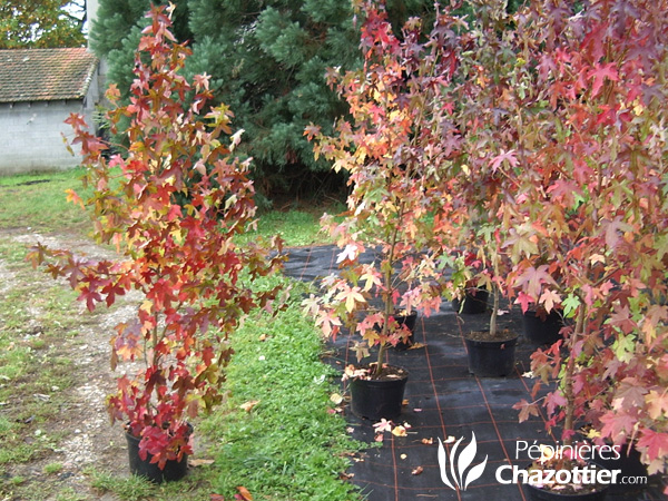 Liquidambar Styracyflura (Copalme d'Amérique)