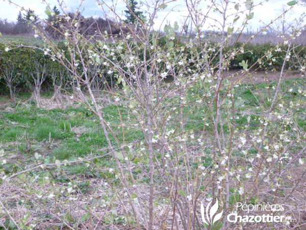 Lonicera Fragantissima