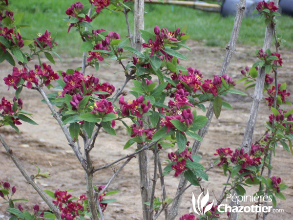 Lonicera Tatarica Arnolds Red