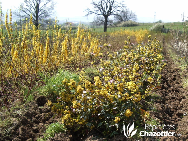 Mahonia Aquifolium