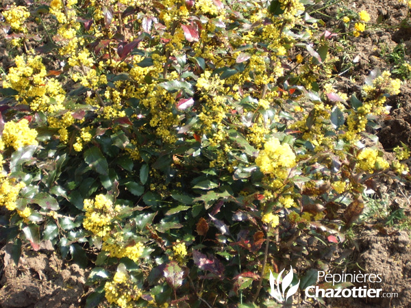 Mahonia Aquifolium