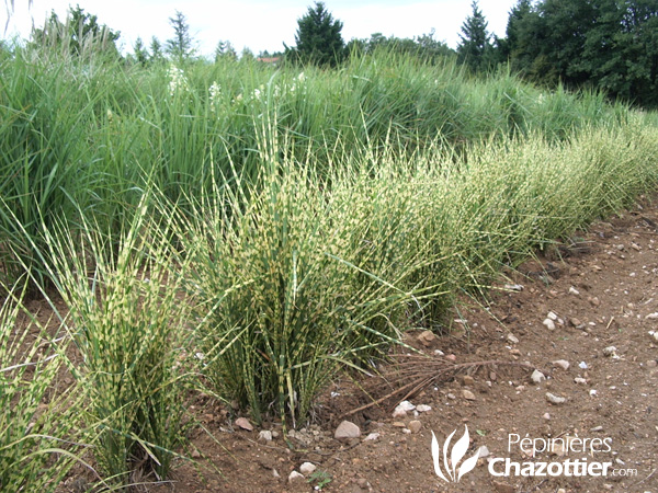 Miscanthus Goldbar