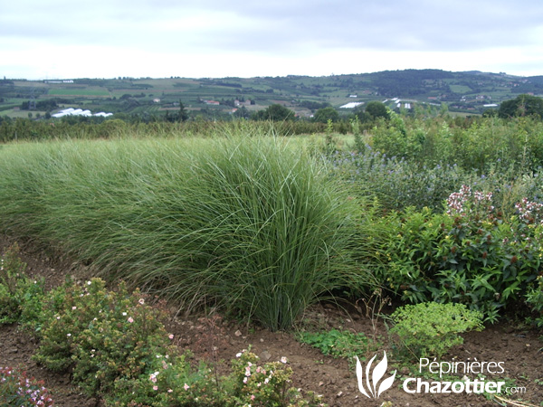 Miscanthus Gracillimus