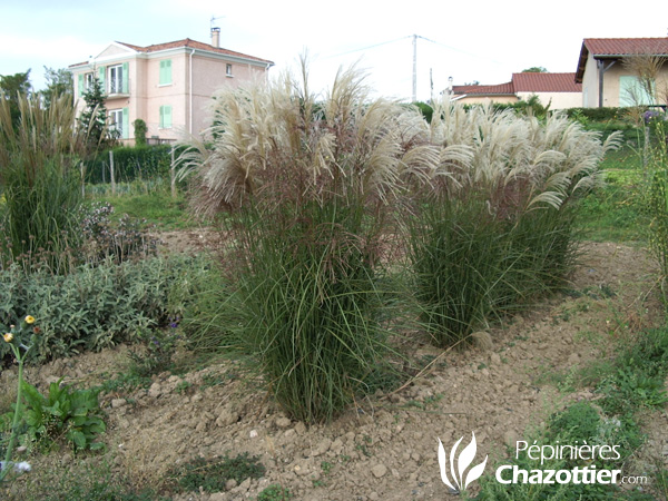 Miscanthus Graziella