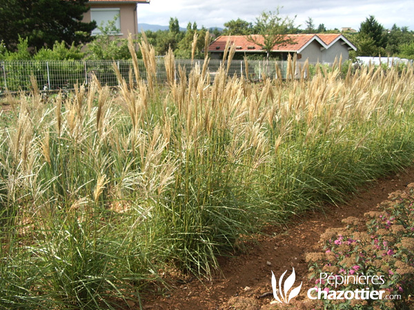 Miscanthus Nippon