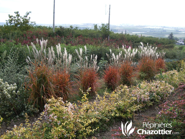 Miscanthus Purpureus