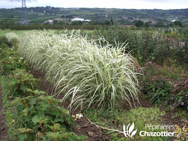 Miscanthus Variegata