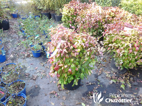 Nandina Domestica fire Power