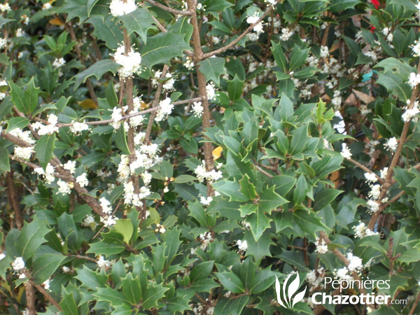 Osmanthus Heterophyllus