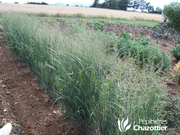 Panicum Heavy Metal