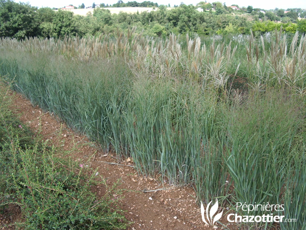 Panicum Heavy Metal