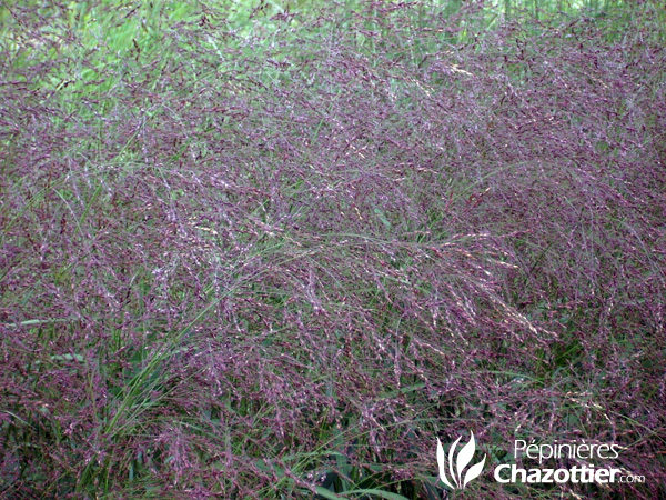 Panicum Rehbraun