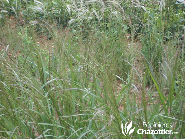 Panicum Roststrahlbusch