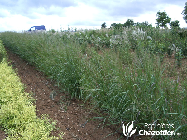 Panicum Roststrahlbusch