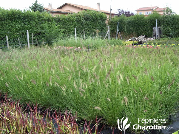 Pennisetum Compressum (ou Alopecuroïdes)