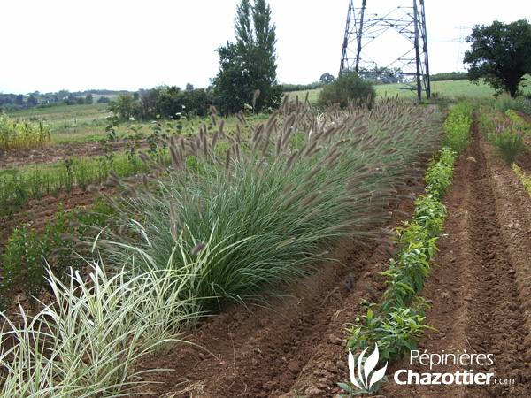 Pennisetum Japonicum