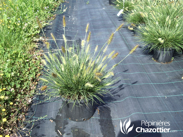 Pennisetum Little Bunny