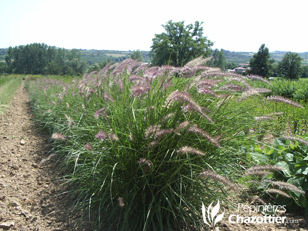 Pennisetum Orientale