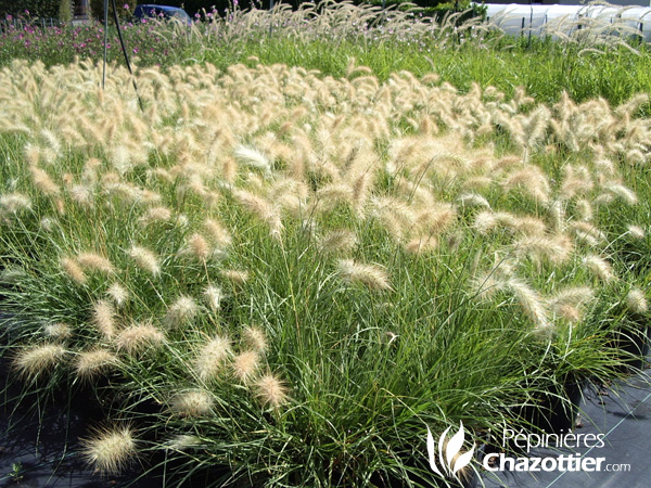 Pennisetum Villosum