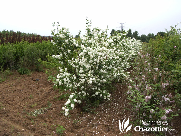 Philadelphus