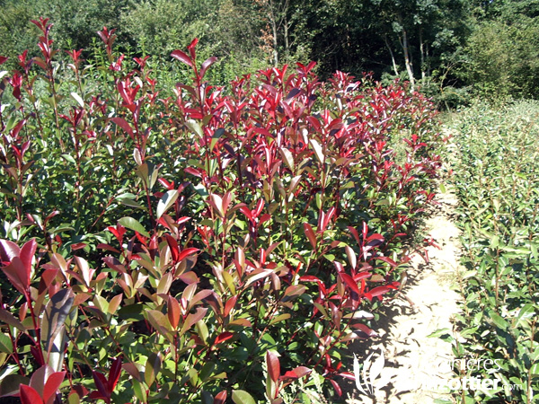 Photinia Fraserii Red Robin