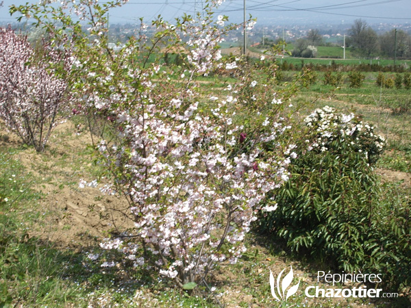 Prunus Accolade