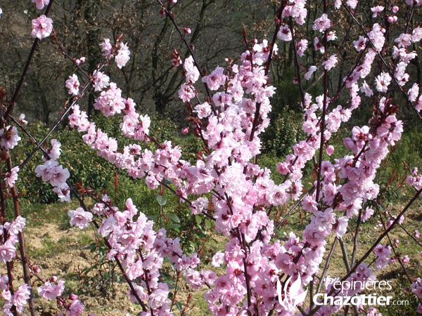 Prunus Blireana