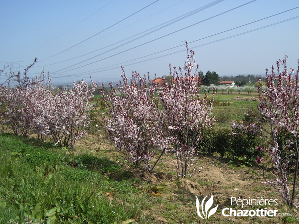 Prunus Cistena