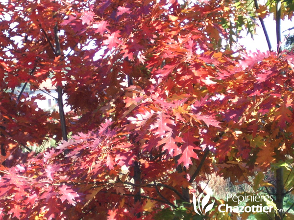 Quercus Rubra (Chêne Rouge d'Amérique)