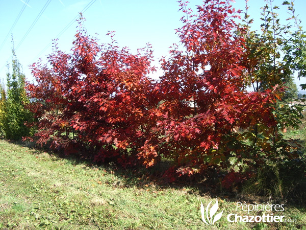 Quercus Rubra (Chêne Rouge Amérique)