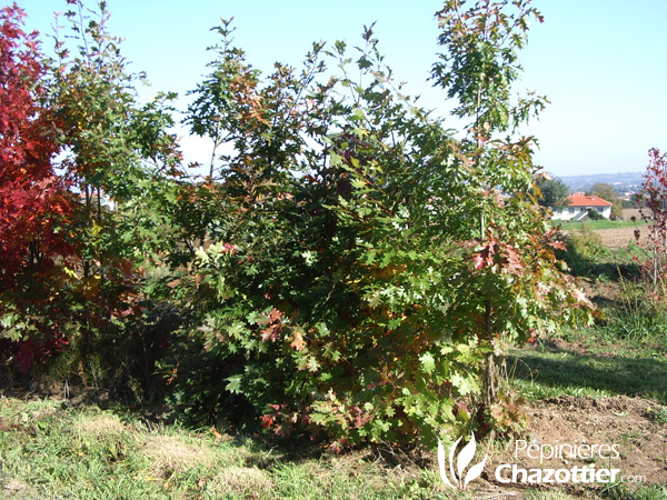 Quercus Rubra (Chêne Rouge d'Amérique)