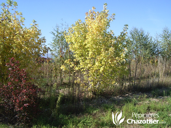 Acer Saccharinum Pyramidal