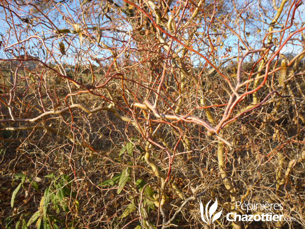 Salix Erythroflexuosa