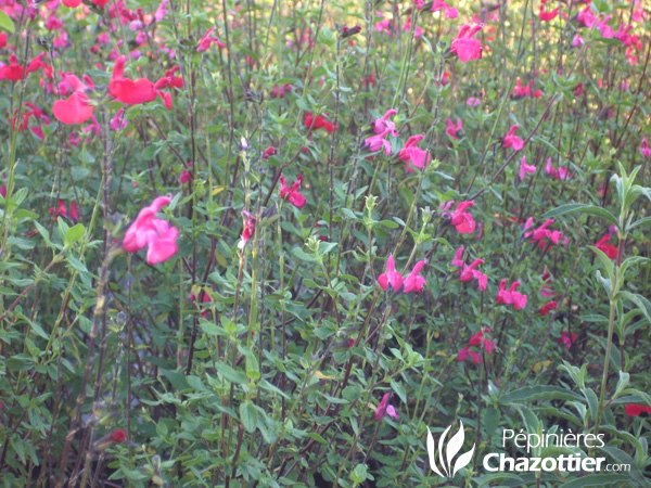 Salvia Grahamii