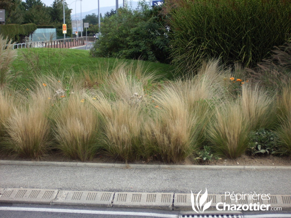 Stipa Tenuifolia