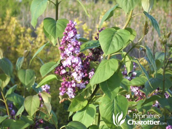 Syringa Vulgaris (Lilas)