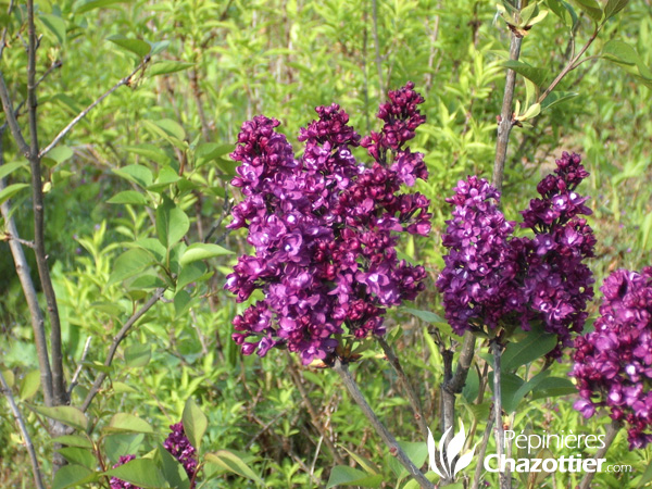 Syringa Vulgaris (Lilas)